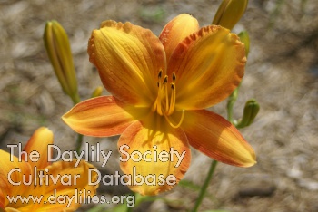Daylily Wild One